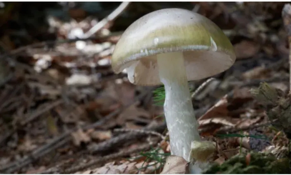 Wild Mushroom-Related Illnesses in Monterey and San Francisco Bay Areas